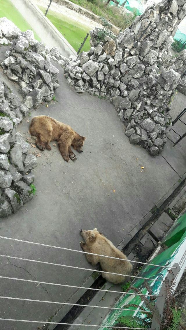 成都動物園