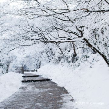 黄山风景区+西递+宏村景区+婺源篁岭景区+九华山风景区6日5晚跟团游