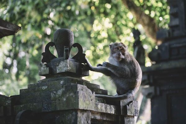 Ubud Monkey Forest