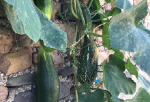 老三届知青院美食图片