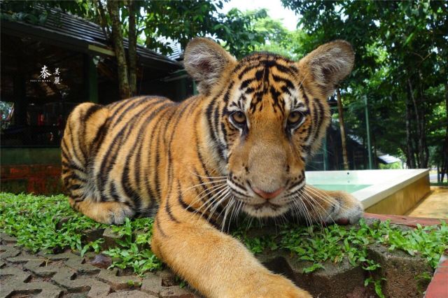Tiger Kingdom Phuket