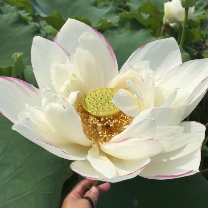 Lotus Flower Translate In Malaysia Best Flower Site
