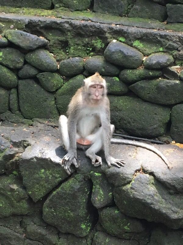 Ubud Monkey Forest