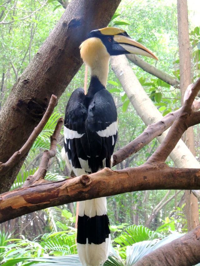 Chimelong Bird Park