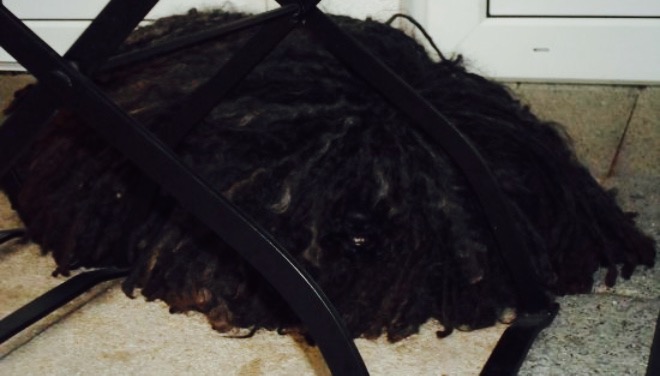 Hofbrau Vendeglo餐厅图片