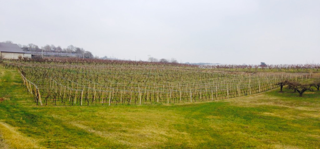 Agriturismo San Francesco餐厅图片