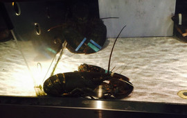 Red Lobster