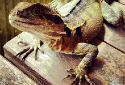 Frogs Kuranda美食图片