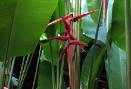 Blind Lemon's Restaurant & Cafe美食图片