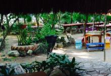 La Parque Ceiba景点图片