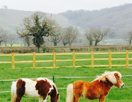 The Rowdey Cow Cafe and Ice Cream Parlour