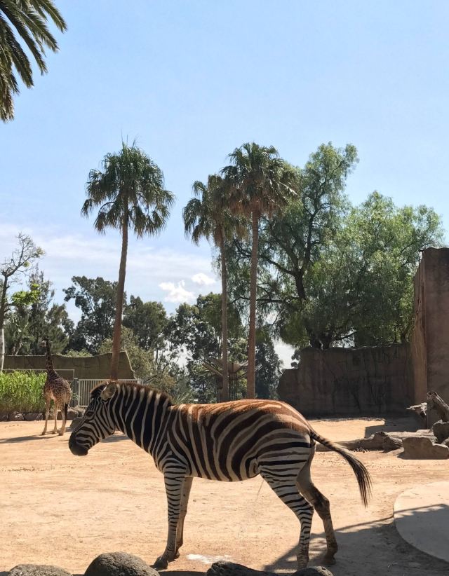 Melbourne Zoo