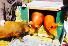Au Cochon Rouge美食图片