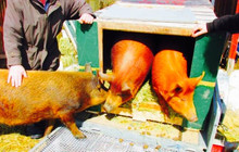 Au Cochon Rouge餐厅图片