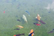 De Foute Peper美食图片