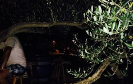 Masline Olive Garden Bar