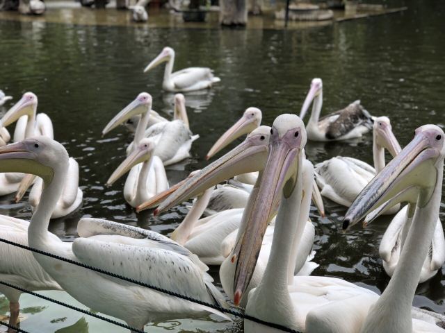 Chimelong Bird Park