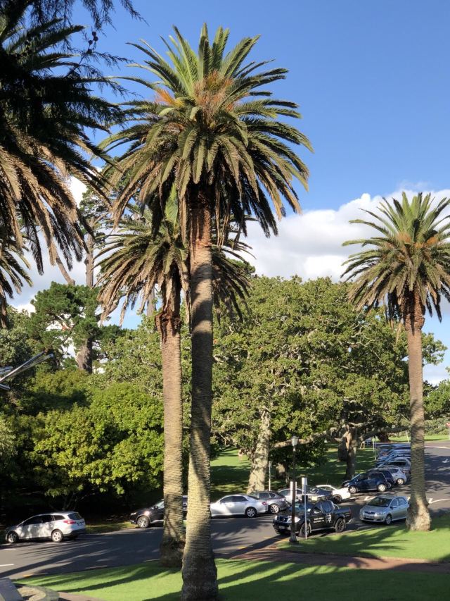 Auckland Domain