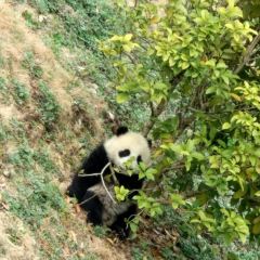 Wolong China Panda Garden Shenshuping Base Travel Guidebook Must