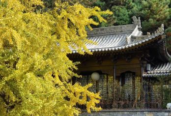 古观音禅寺+楼观台国家森林公园+烟火巷子一日游【秋天的浪漫去古观音禅寺赏千年银杏，来水街泛舟，品味浓郁的烟火气息——烟火巷子】