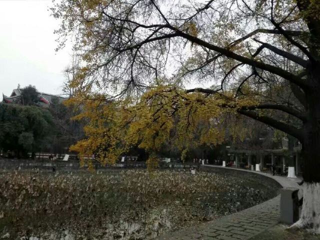 쓰촨 대학교