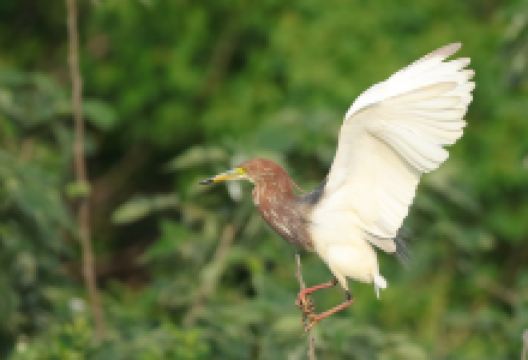 洪泽湖乡土植物园景点图片