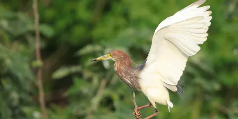 洪澤湖鄉土植物園