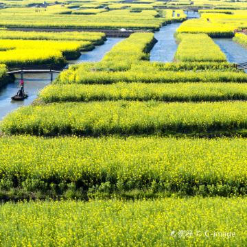 兴化千垛景区一日游含千垛菜花景区游船【景区直通车】可上门接送