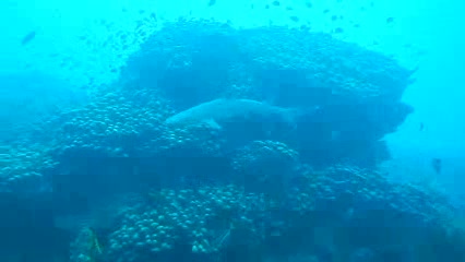 与鲨共舞 在斐济夸塔岛潜水时，在海底25米处见到了鲨鱼，拍摄了一小段视频