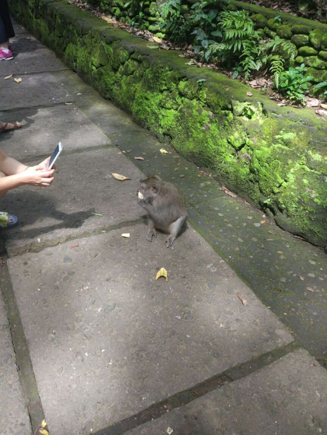Ubud Monkey Forest