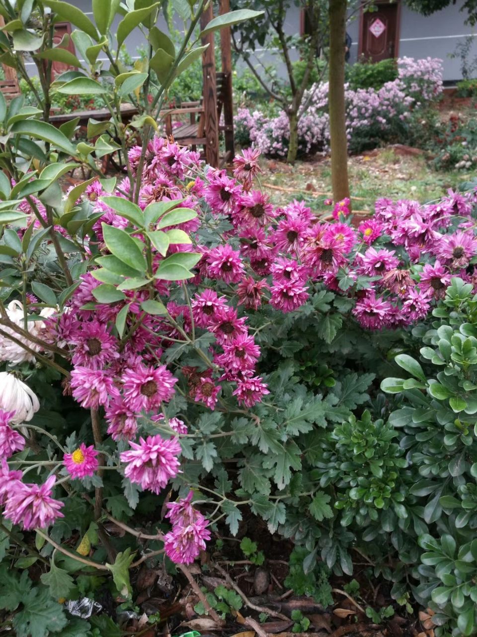 猫四鱼庄餐厅图片