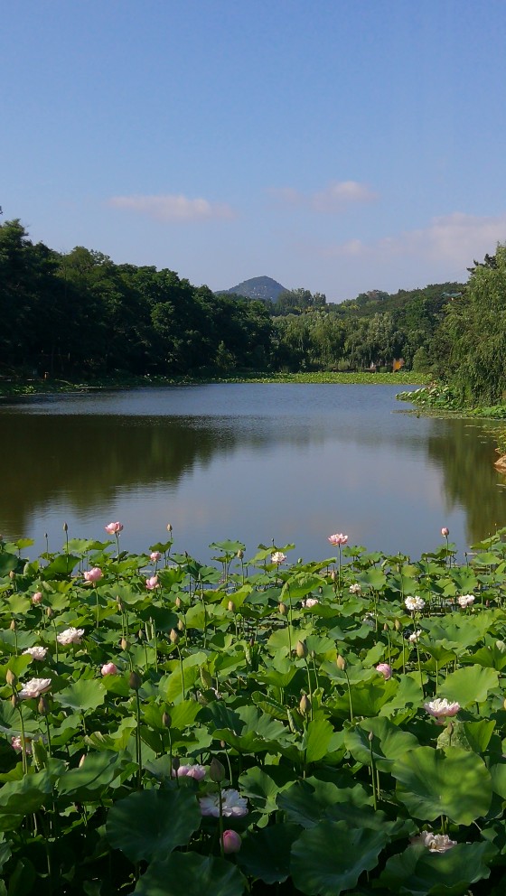 “七月盛夏，游走在滨城——英歌石植物园”
