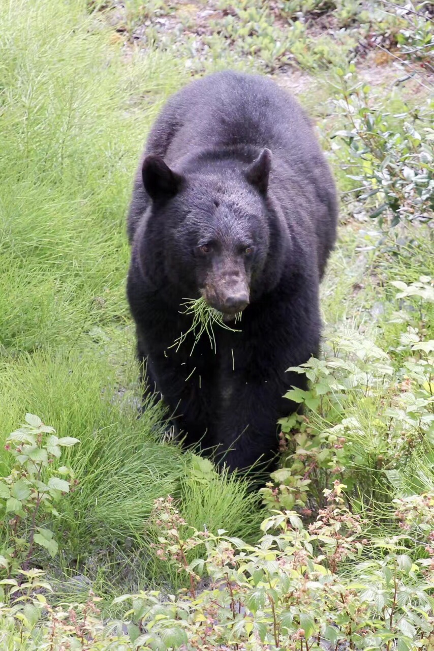 加拿大班夫国家公园冰原大道巧遇黑熊（2018/7）