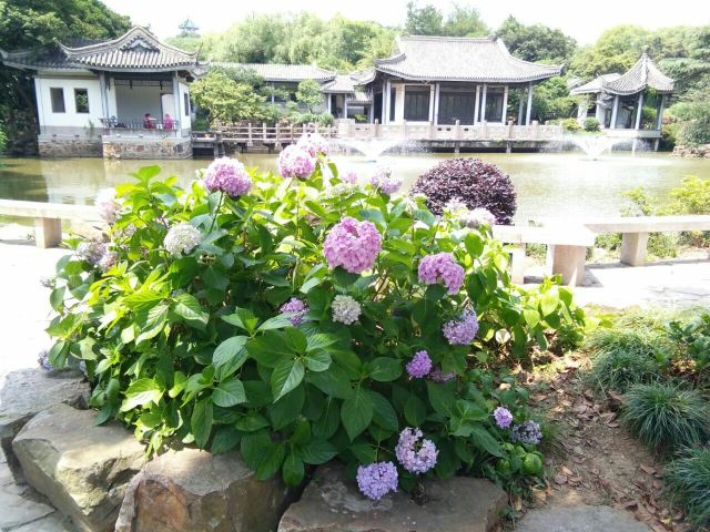 매원