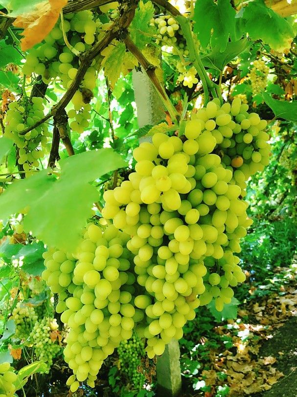 葡萄季 葡萄季。各种颜色、各种大小的葡萄，水润清甜，不知怎么就想起了首歌“吐鲁番的葡萄熟了”