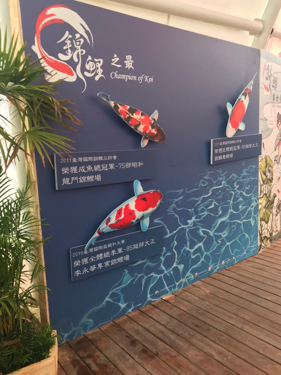 台湾游-锦鲤