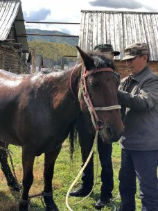 白桦林-布尔津-YoYo_5S4T4Z7O