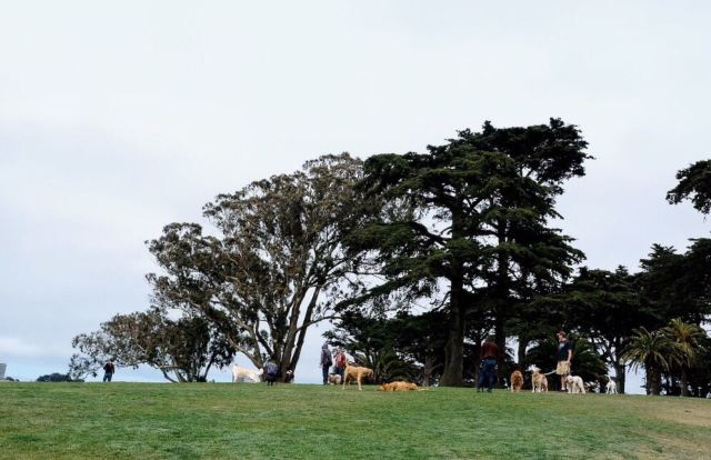Alamo Square Park