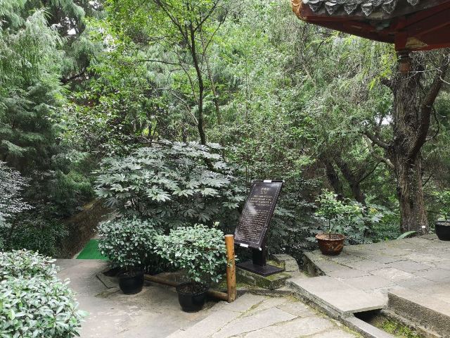 水觀音