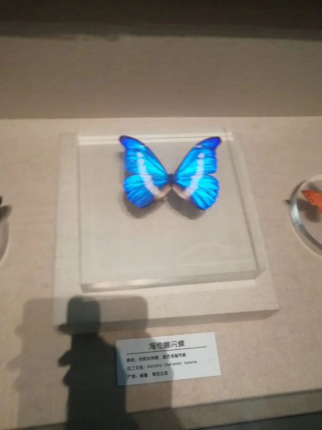 Qinghai Tibetan Culture Museum