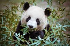 卧龙大熊猫自然保护区-汶川-C-IMAGE