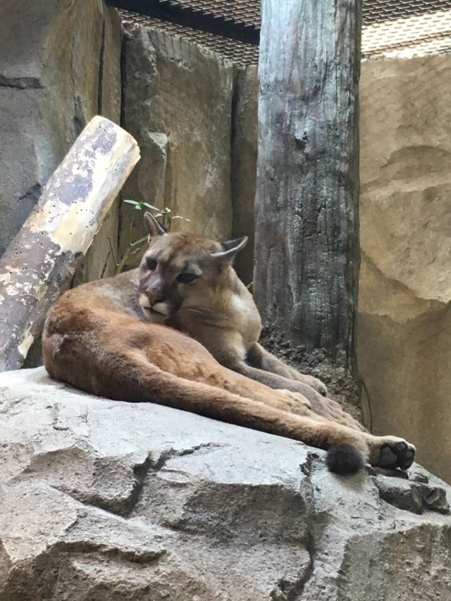 Kobe Animal Kingdom