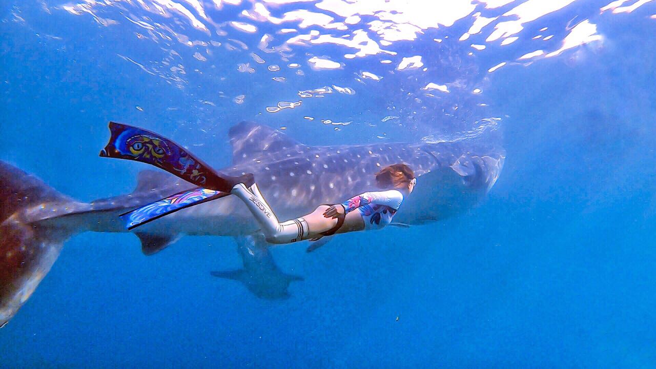 【面の潜水】菲律宾自由潜--与鲸鲨共舞，看沙丁鱼风暴！