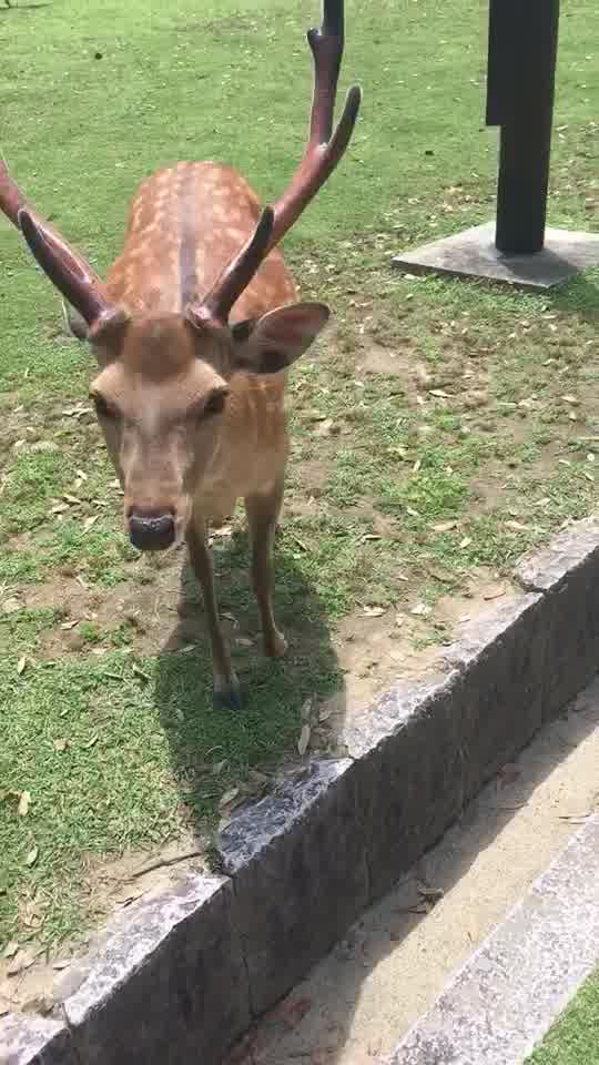 奈良公园喂小鹿