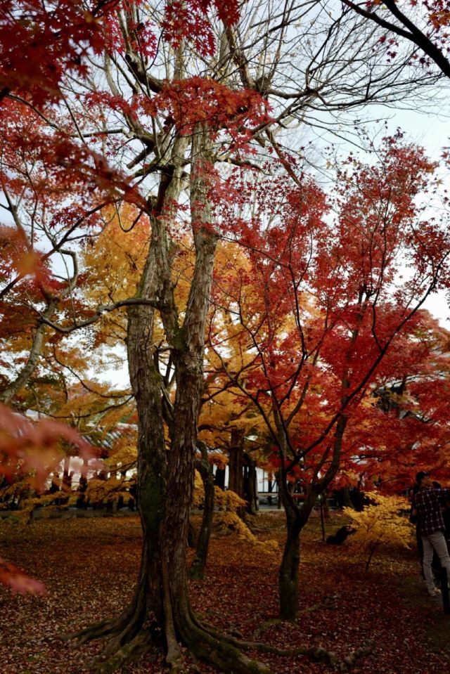 Tofukuji Temple