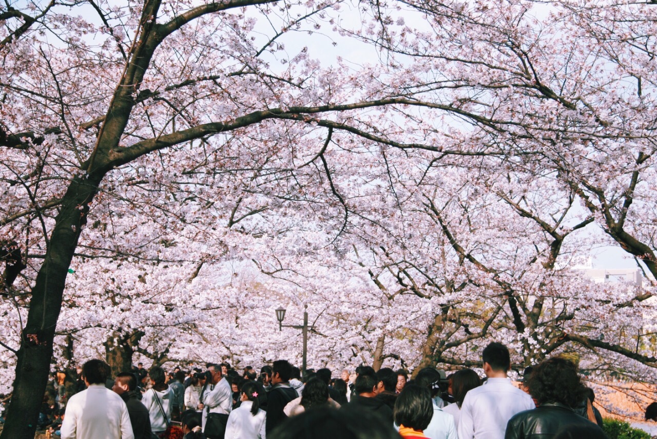 东京上野公园，闹市区的一片花海