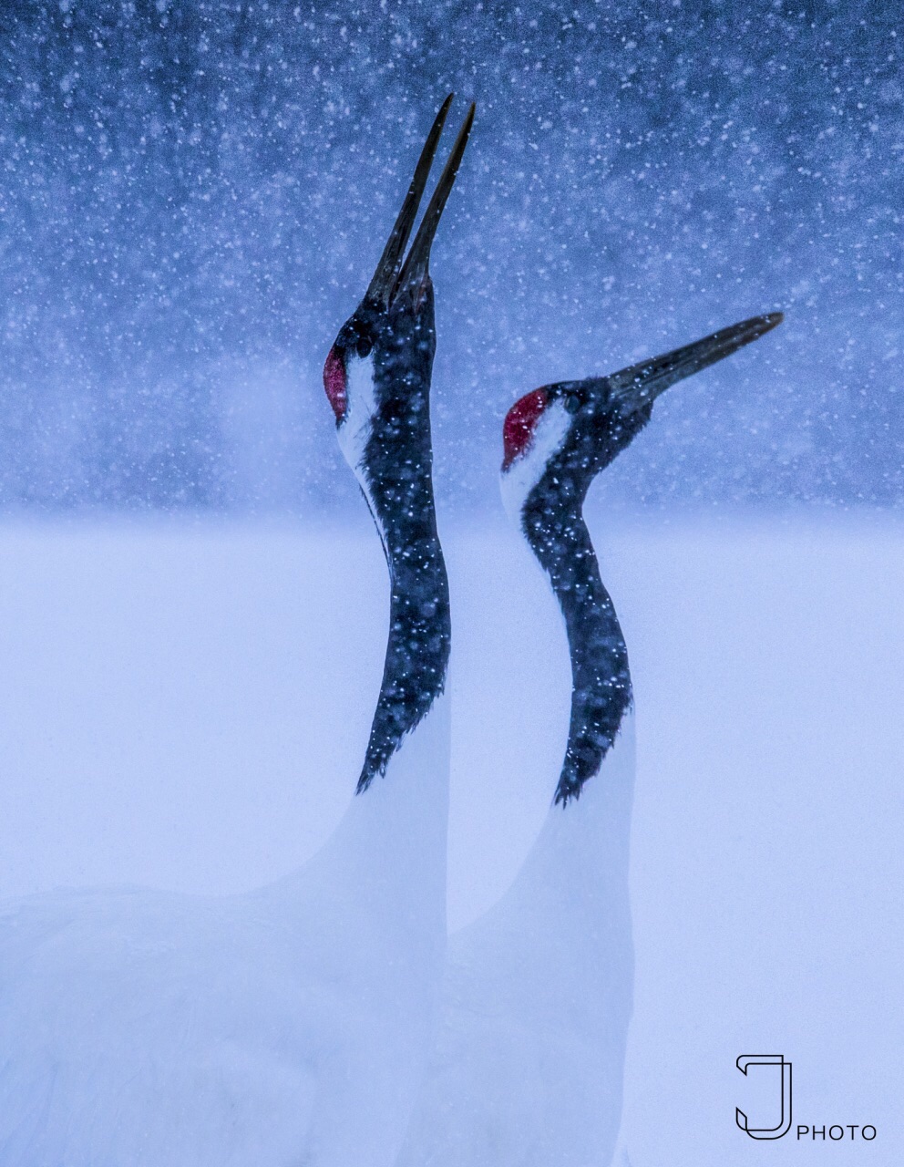秘境北海道的野性之美（三）：优雅的雪中仙鹤