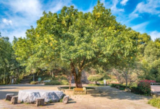 天池岛景点图片