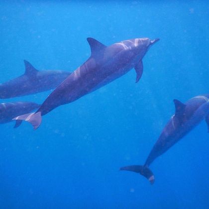 毛里求斯海豚湾一日游