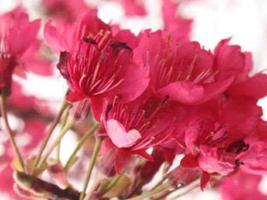 中江樱花岭